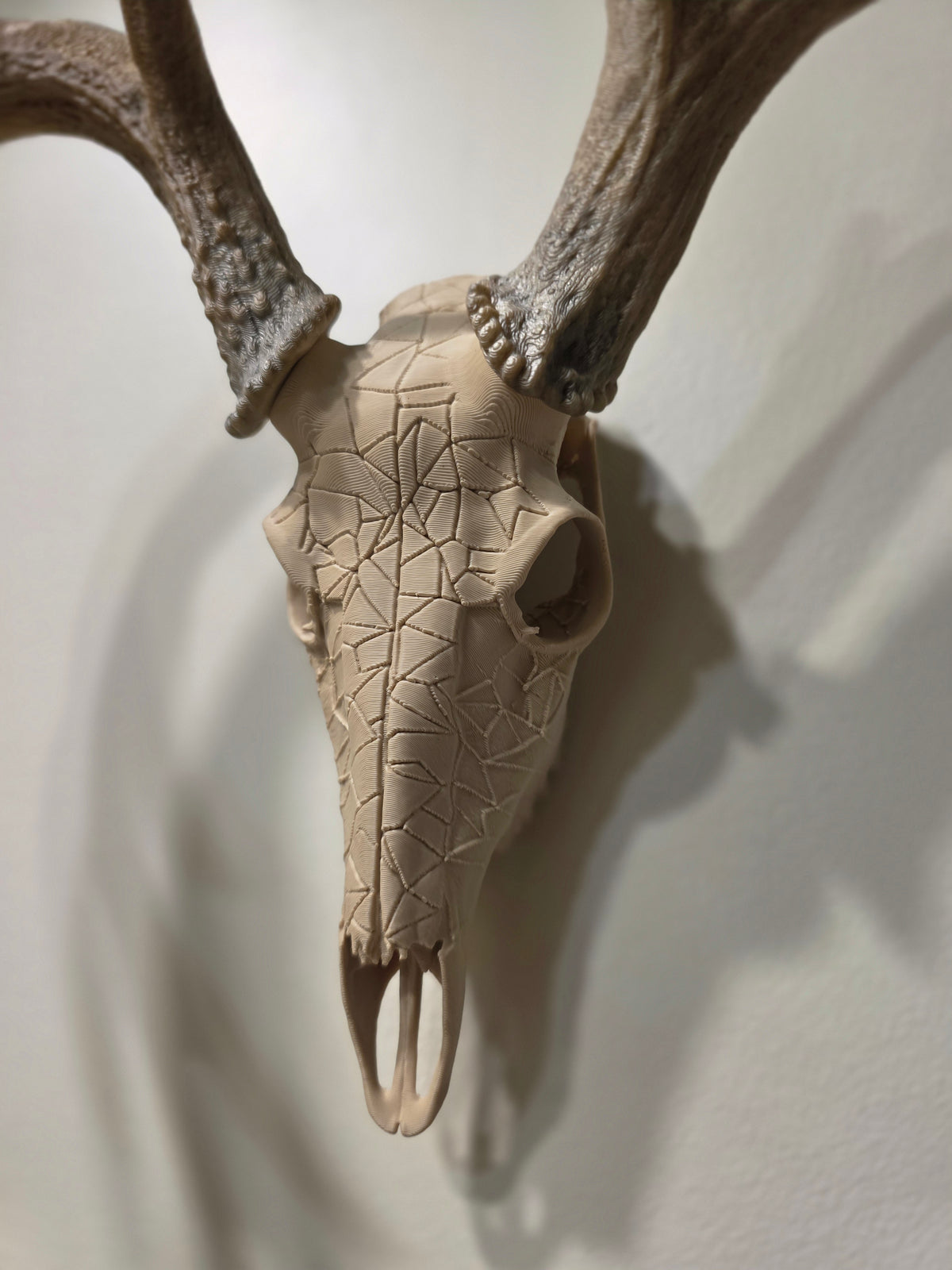 Fractured European Skull