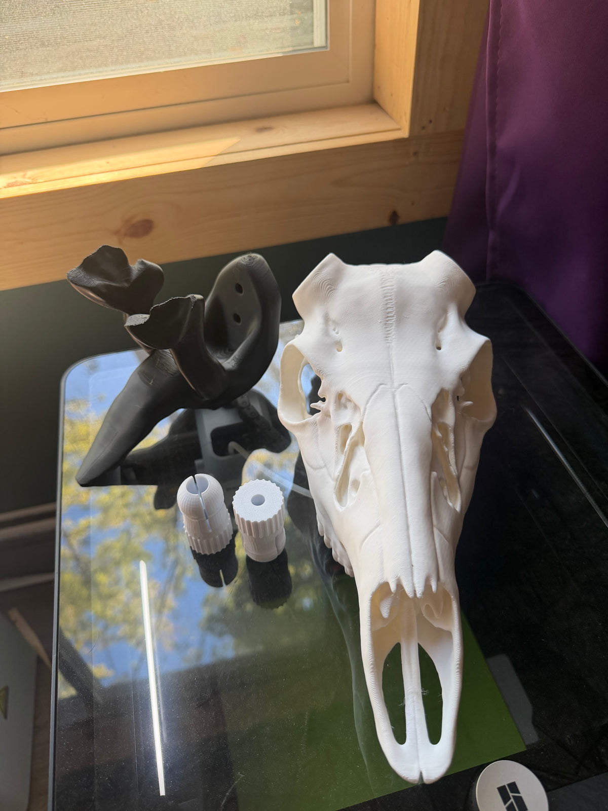 Regular European Skull