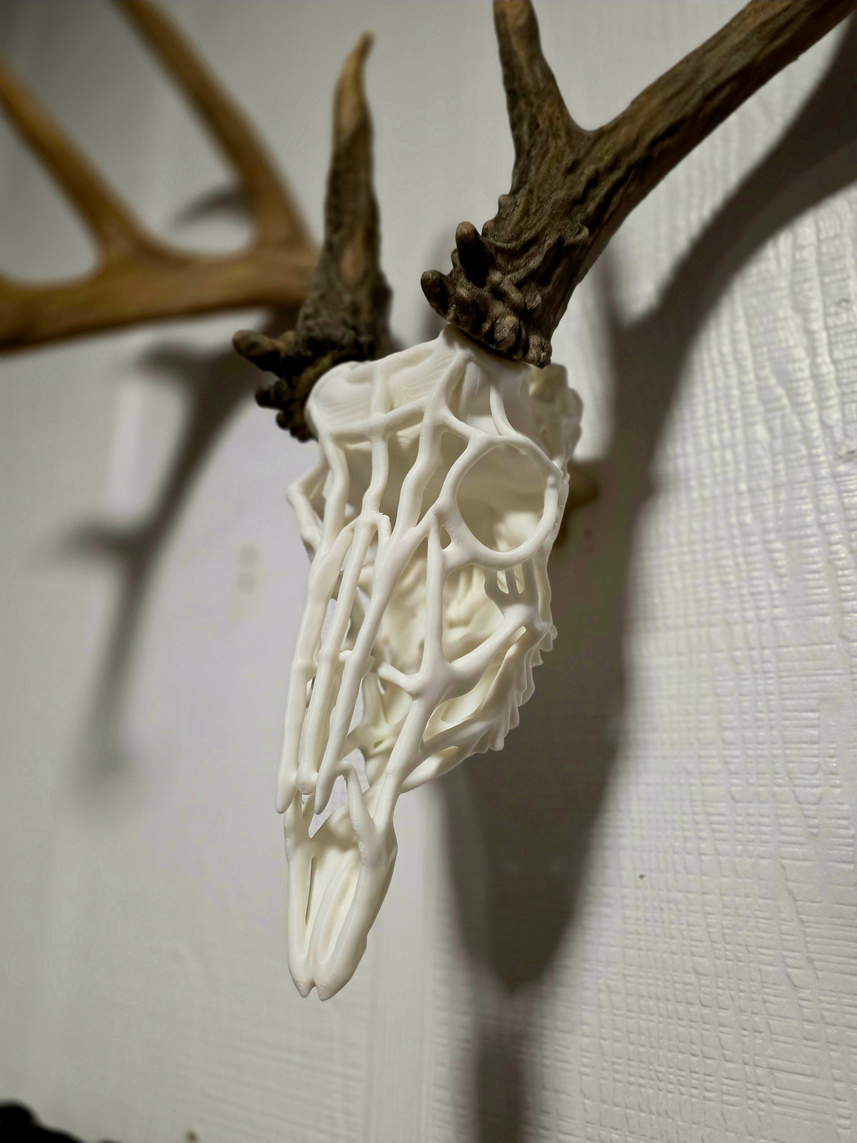 Wireframe European Skull