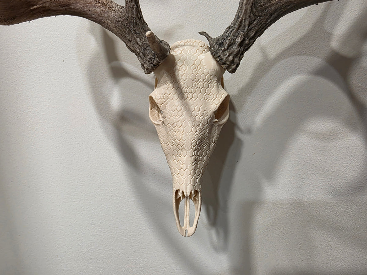 Hex European Skull