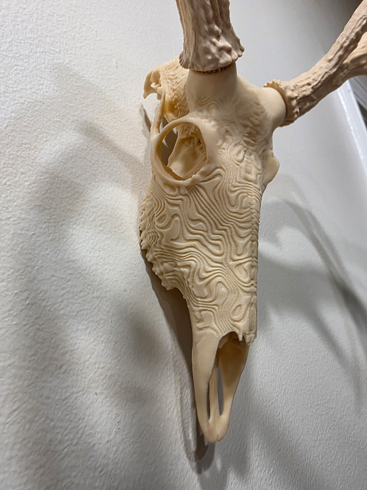 Topographic European Skull