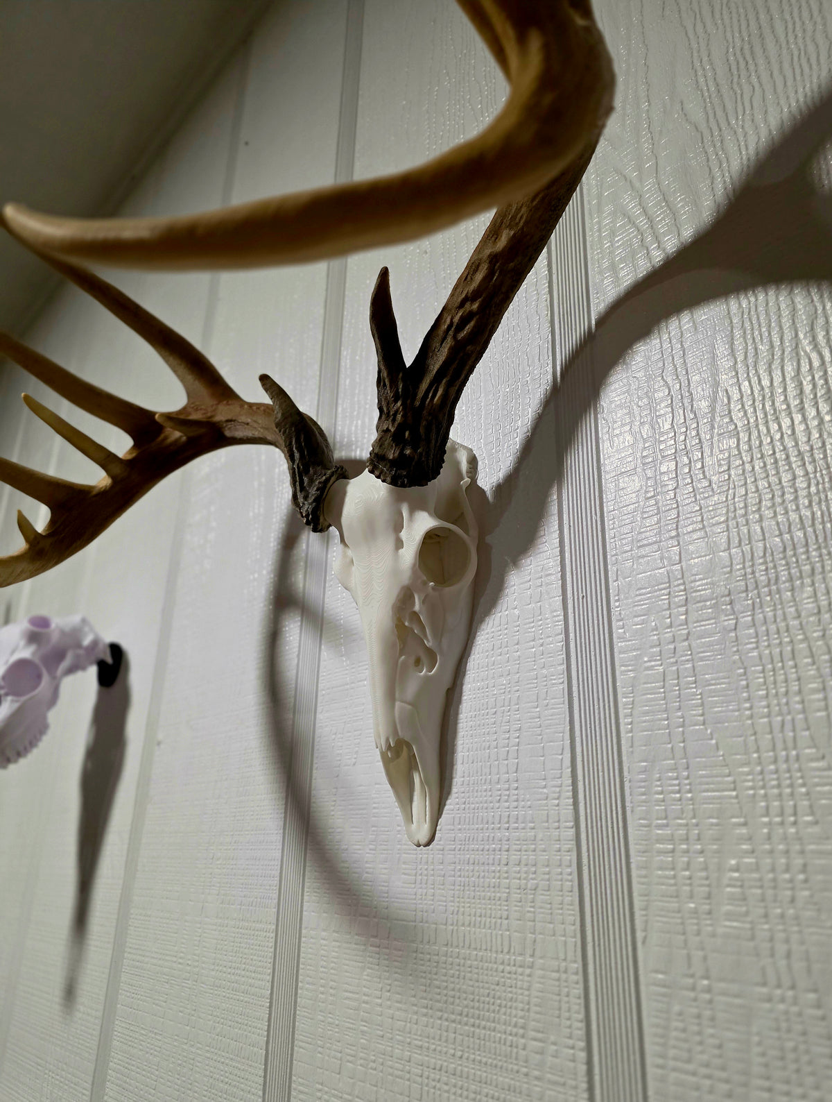 Flat Back European Skull
