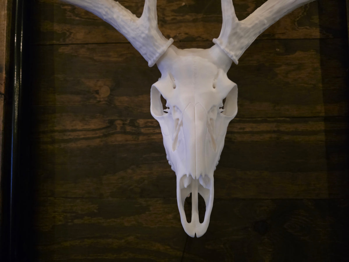 Small European Skull