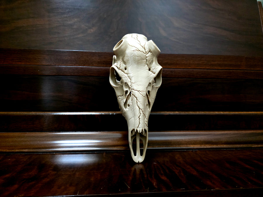 Lightning European Skull