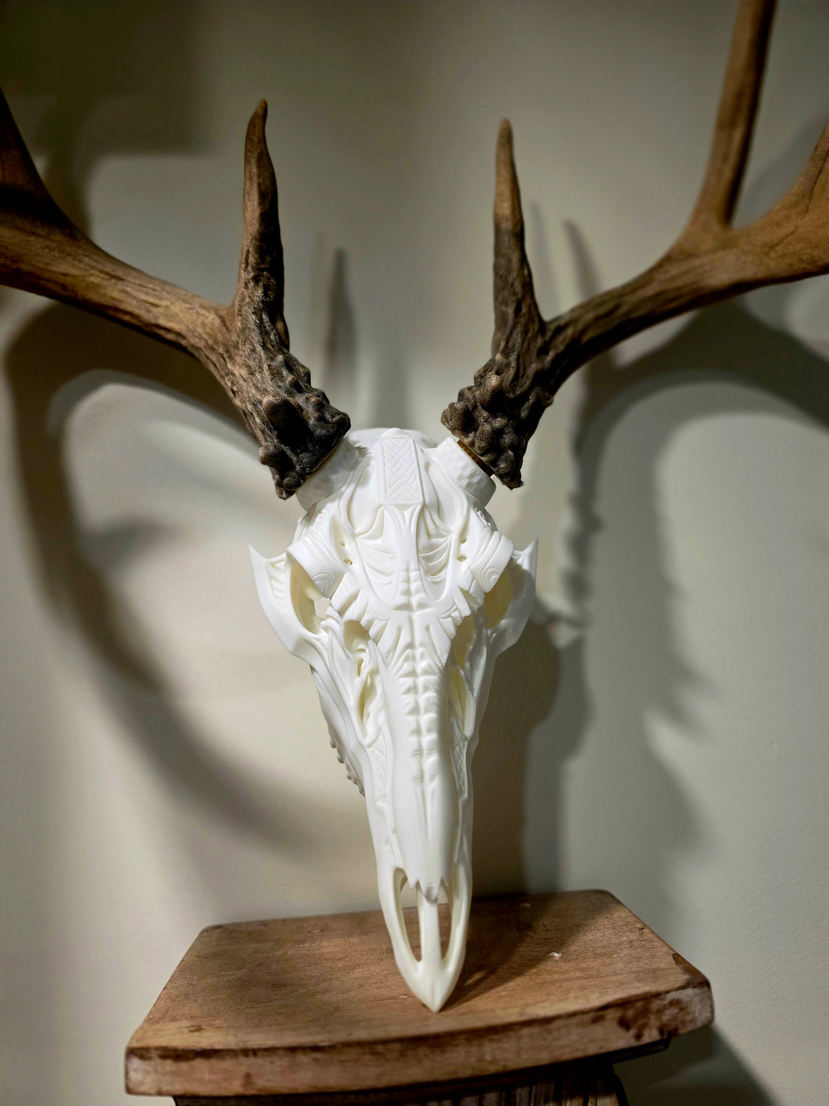 Broadhead European Skull