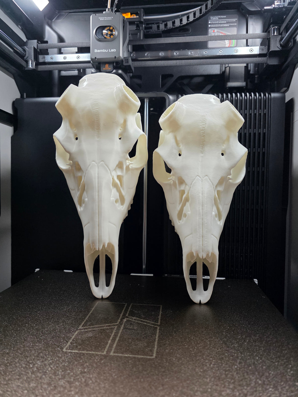 Small European Skull