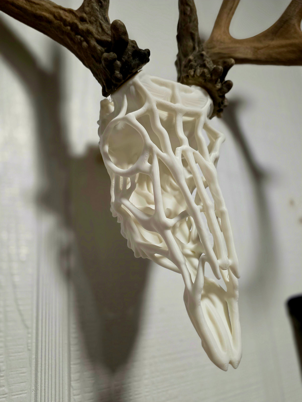 Wireframe European Skull