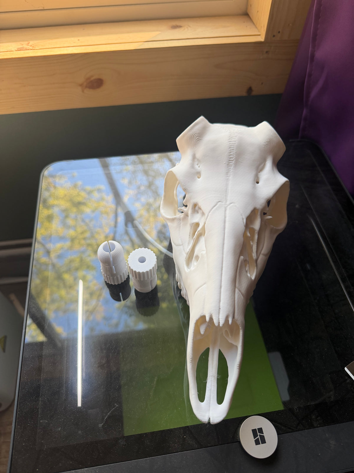 Regular European Skull