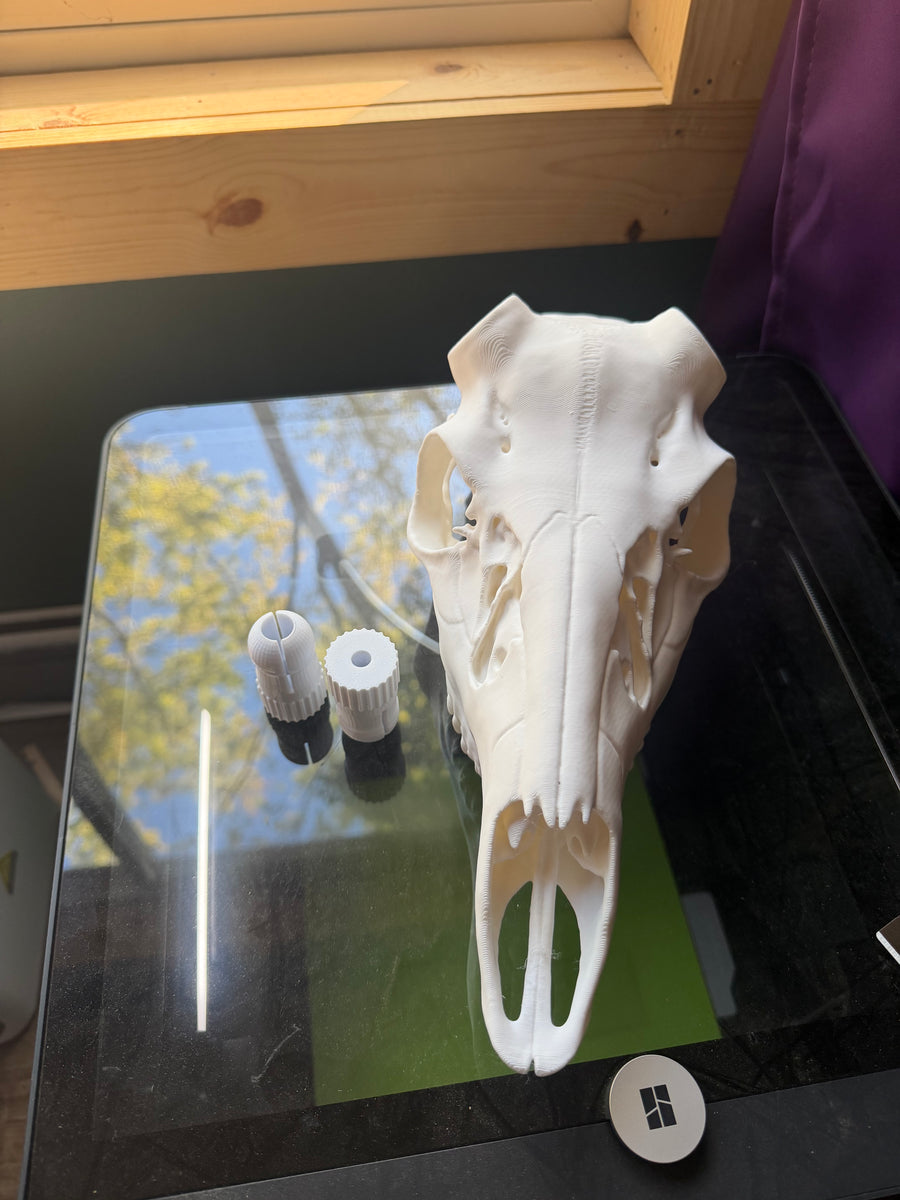 Regular European Skull