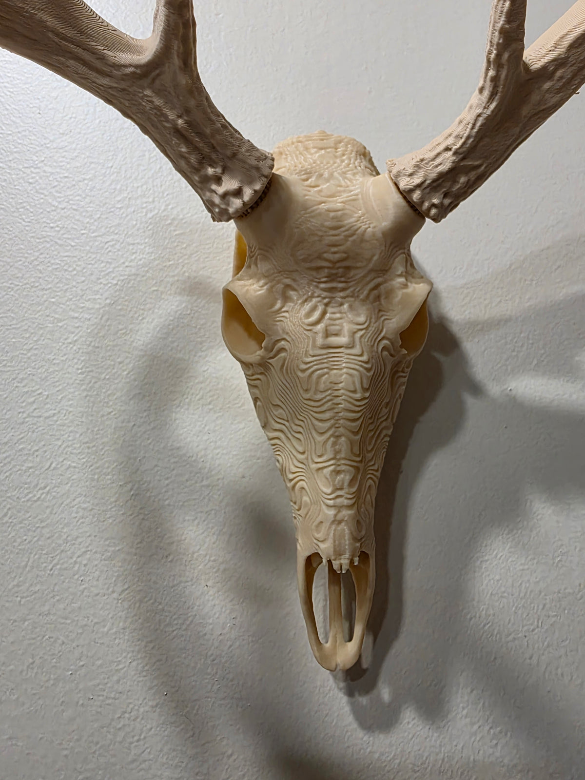 Topographic European Skull