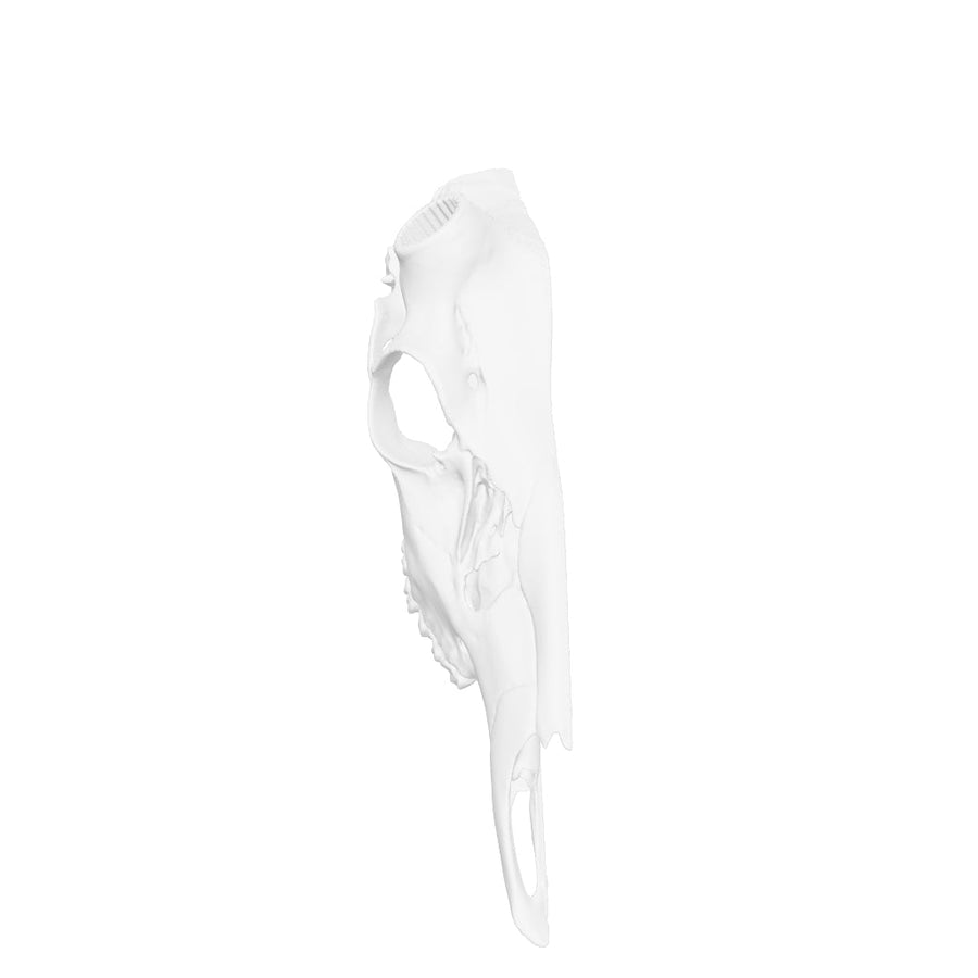 Half European Skull